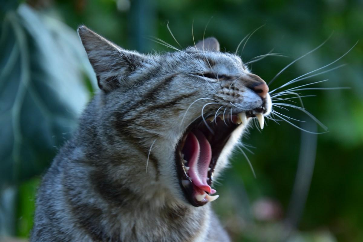 A real grey cat meowing with its mouth open