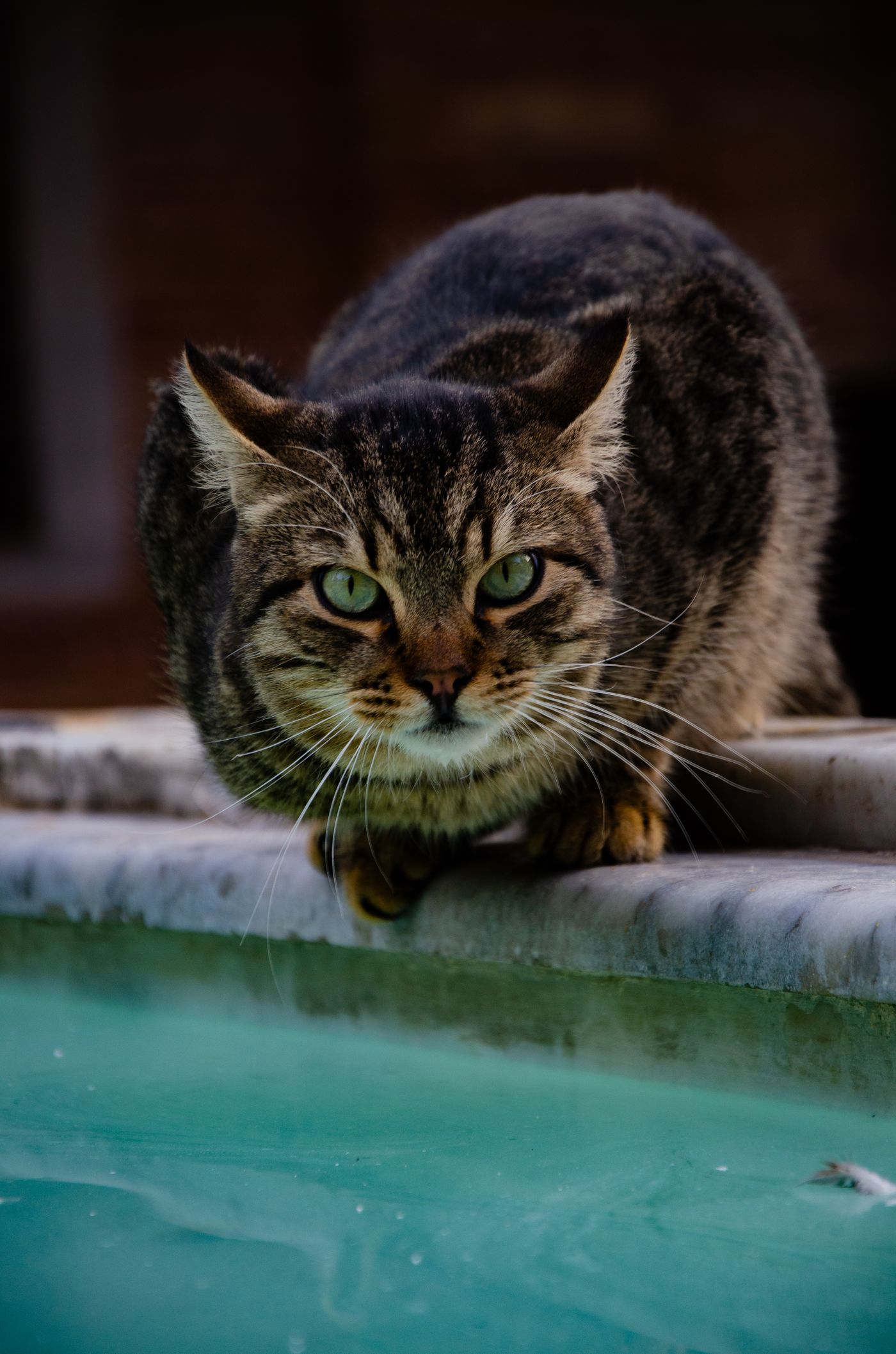 Tabby cat crouched low and focused before a pounce